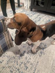 Found/Stray Male Dog last seen Carnegie Ave and Natalie, Englewood, FL 34224