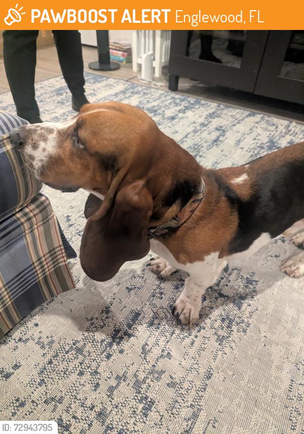 Found/Stray Male Dog last seen Carnegie Ave and Natalie, Englewood, FL 34224