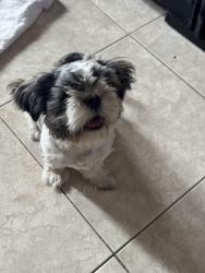 Reunited Male Dog last seen Hondo pass , El Paso, TX 79924
