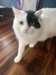 Lost Female Cat last seen Briar Chapel / Woods Charter, Chapel Hill, NC 27516
