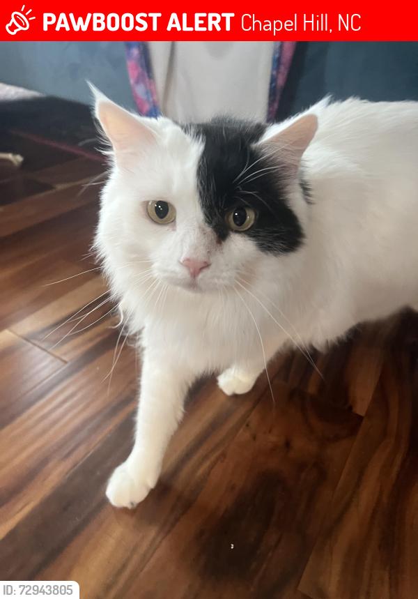 Lost Female Cat last seen Briar Chapel / Woods Charter, Chapel Hill, NC 27516