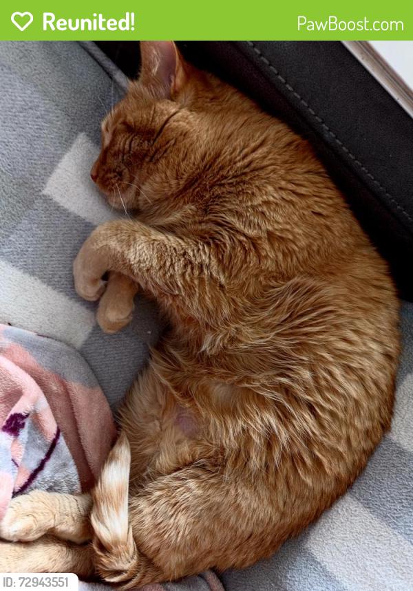 Reunited Male Cat last seen E 5th Street in between Troy and Reading , Pueblo, CO 81001