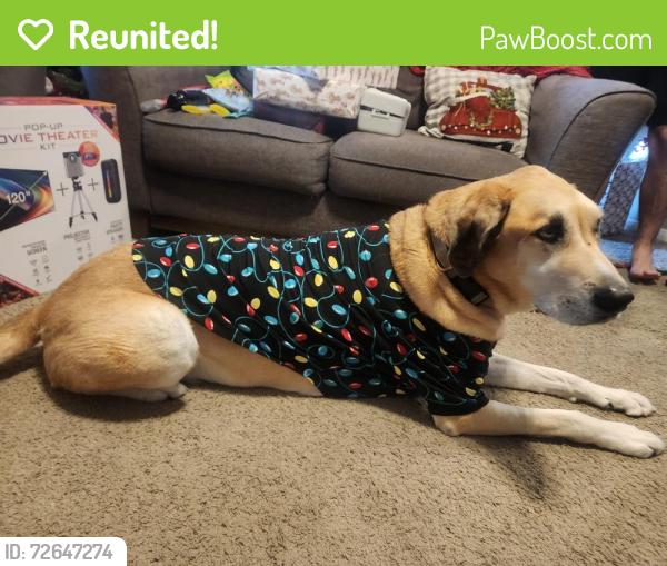 Reunited Male Dog last seen Near & Theis, Tomball, TX 77375
