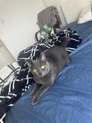Lost Male Cat last seen Dundas Ninth line, Oakville, ON L6H 7G9