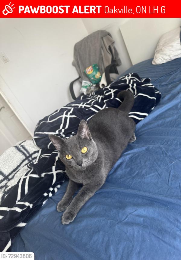Lost Male Cat last seen Dundas Ninth line, Oakville, ON L6H 7G9