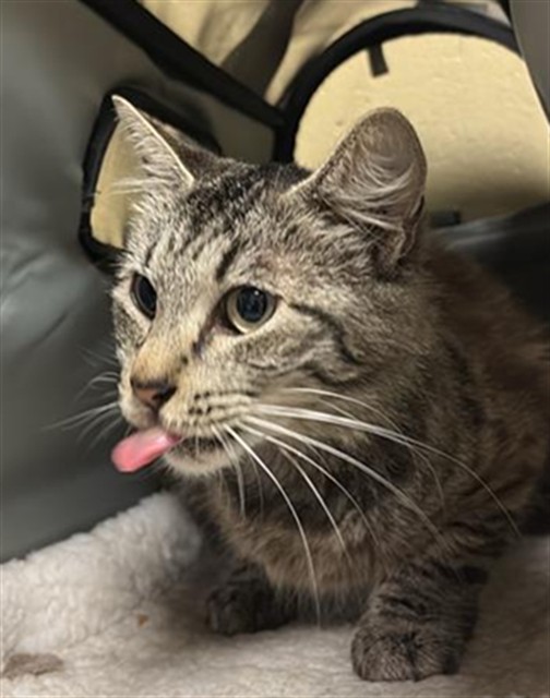 Shelter Stray Female Cat last seen DELTA SHORES CIR S & COSUMNES RIVER BLVD, Sacramento, CA 95818