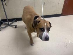 Shelter Stray Male Dog last seen 11TH NORTH, Milwaukee, WI 53215