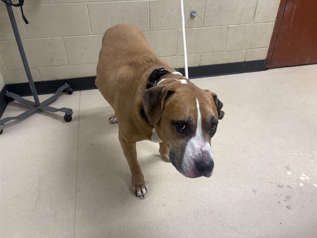 Shelter Stray Male Dog last seen 11TH NORTH, Milwaukee, WI 53215