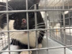 Shelter Stray Male Cat last seen Near BLOCK LORILYN AVE, LAS VEGAS NV 89119, Las Vegas, NV 89101
