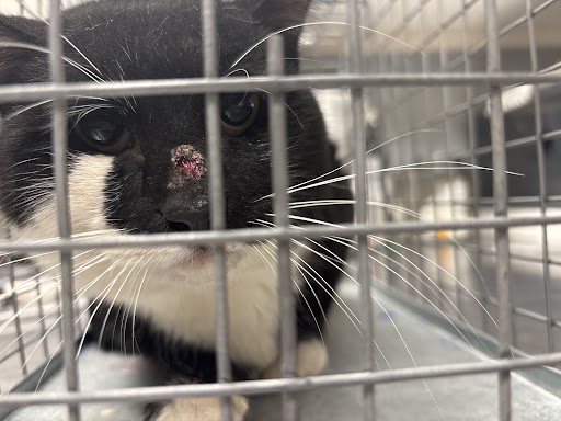 Shelter Stray Male Cat last seen Near BLOCK LORILYN AVE, LAS VEGAS NV 89119, Las Vegas, NV 89101