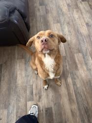 Reunited Male Dog last seen Dollar general, new Warrington rd and Jackson st, Pensacola, FL 32506