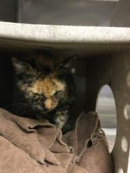 Shelter Stray Female Cat last seen Near BLOCK CHICAGO AVE, RIVERSIDE, CA, Jurupa Valley, CA 92509
