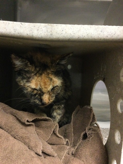 Shelter Stray Female Cat last seen Near BLOCK CHICAGO AVE, RIVERSIDE, CA, Jurupa Valley, CA 92509