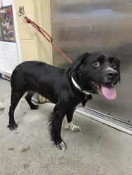 Shelter Stray Female Dog last seen Near BLOCK NE 8TH ST, BELLEVUE WA 98008, Kent, WA 98032
