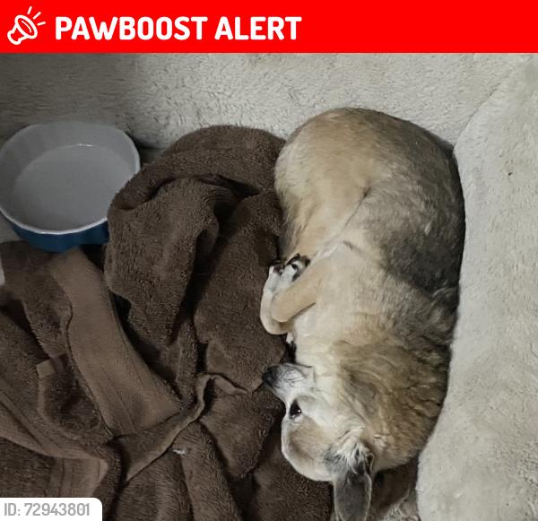 Lost Female Dog last seen Lightsey and 207, St. Johns County, FL 32084