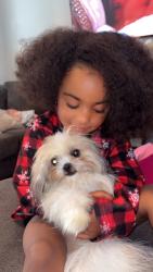 Lost Male Dog last seen Front and duncannon ave, Philadelphia, PA 19120