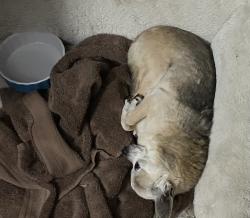 Lost Female Dog last seen Lightsey and 207, St. Johns County, FL 32084