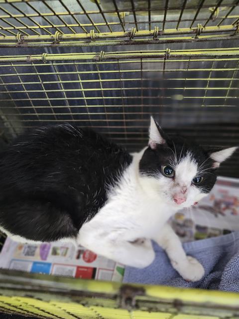 Shelter Stray Male Cat last seen Near BLOCK S SAN EDUARDO AVE, San Antonio, TX 78227