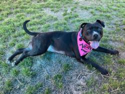 Shelter Stray Female Dog last seen BLEVINS GAP RD/E ORELL, Watterson Park, KY 40218