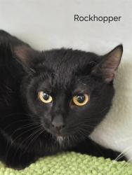Shelter Stray Female Cat last seen Near BLOCK PLANTSIDE DR, Watterson Park, KY 40218