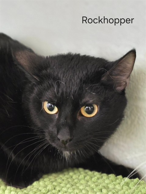 Shelter Stray Female Cat last seen Near BLOCK PLANTSIDE DR, Watterson Park, KY 40218