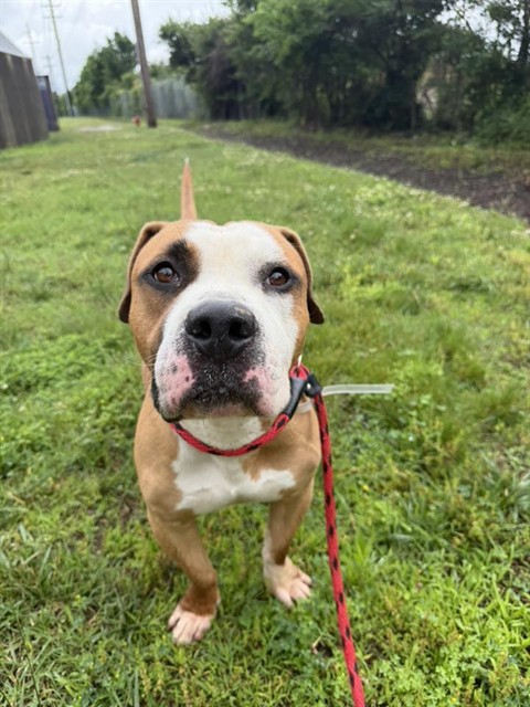 Shelter Stray Male Dog last seen Near BLOCK W BROADWAY, Watterson Park, KY 40218