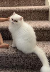 Reunited Male Cat last seen Maury drive x lake bigsby ave x renown drive, San Diego, CA 92119