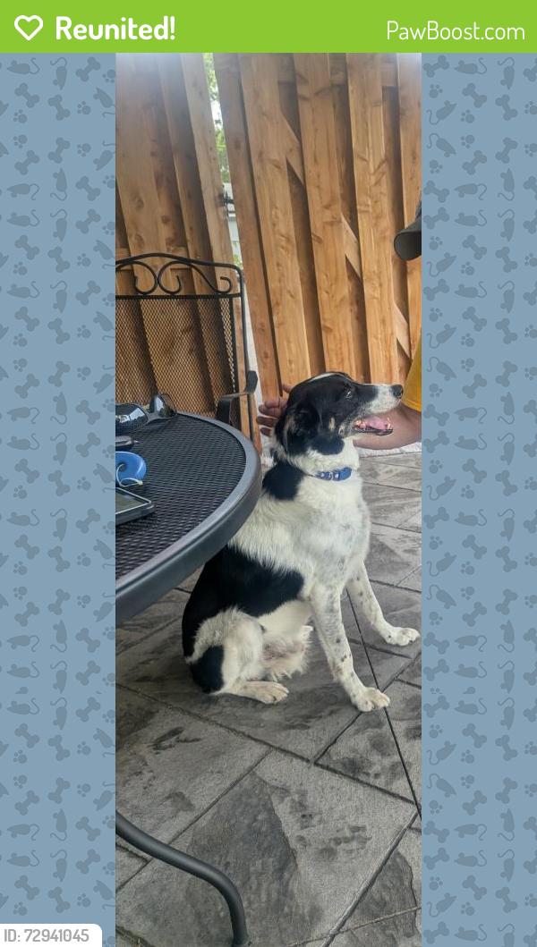 Reunited Male Dog last seen Near Birnawoods Lane , Olivette, MO 63132