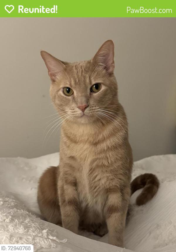 Reunited Male Cat last seen 85th and fort Hamilton , Brooklyn, NY 11209