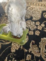 Reunited Male Dog last seen Near Mendez Fundamental School , Santa Ana, CA 92701