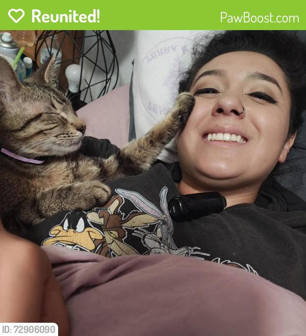 Reunited Male Cat last seen Bowman and spring breeze, Round Rock, TX 78664