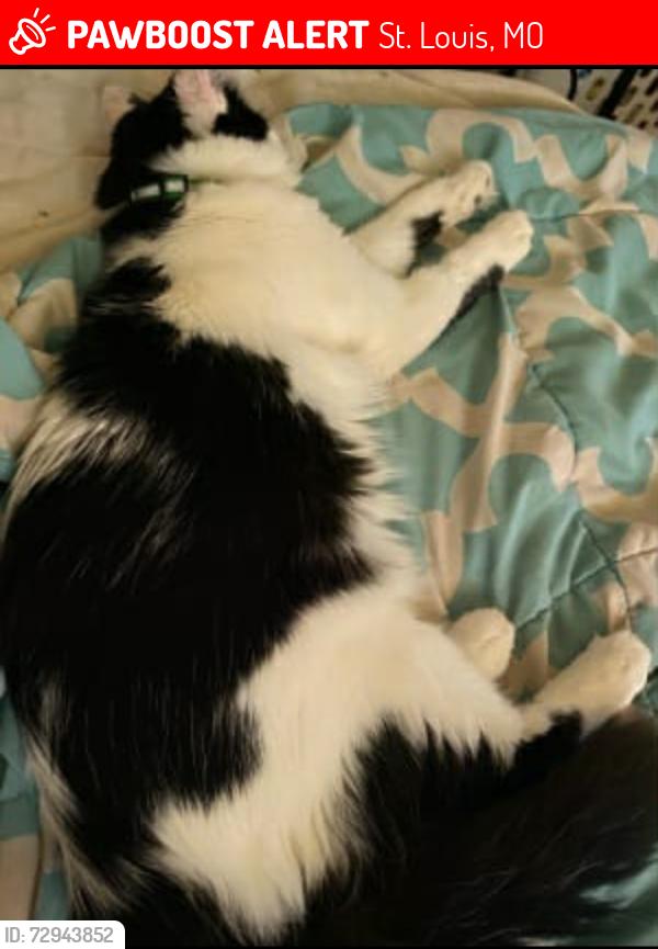 Lost Male Cat last seen Ulena, St. Louis, MO 63116