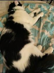 Lost Male Cat last seen Ulena, St. Louis, MO 63116