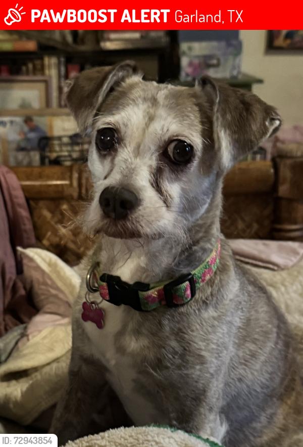 Lost Female Dog last seen Buckingham and Shiloh , Garland, TX 75044