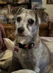 Lost Female Dog last seen Buckingham and Shiloh , Garland, TX 75044