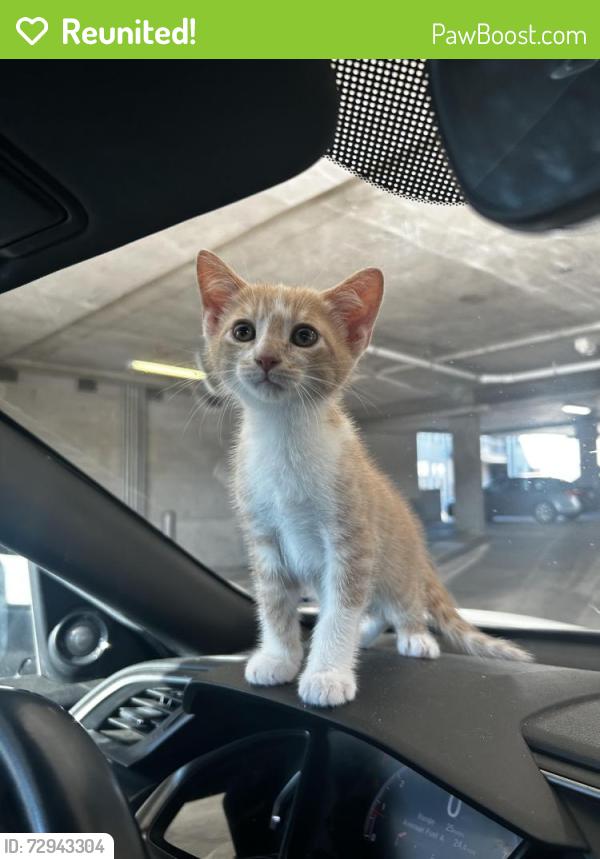 Reunited Male Cat last seen Jada Legacy Central apmts , Plano, TX 75023