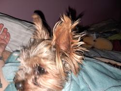 Found/Stray Male Dog last seen Highway 31, Morris, AL 35116