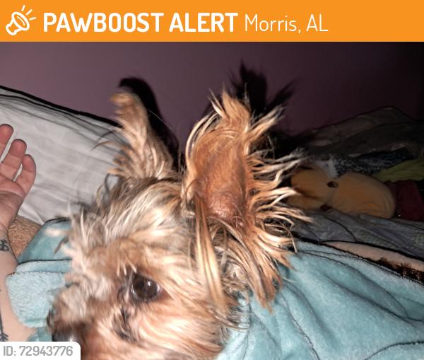 Found/Stray Male Dog last seen Highway 31, Morris, AL 35116