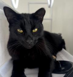 Lost Male Cat last seen E Dixie Hwy & NE 212th terrace, Miami, FL 33180