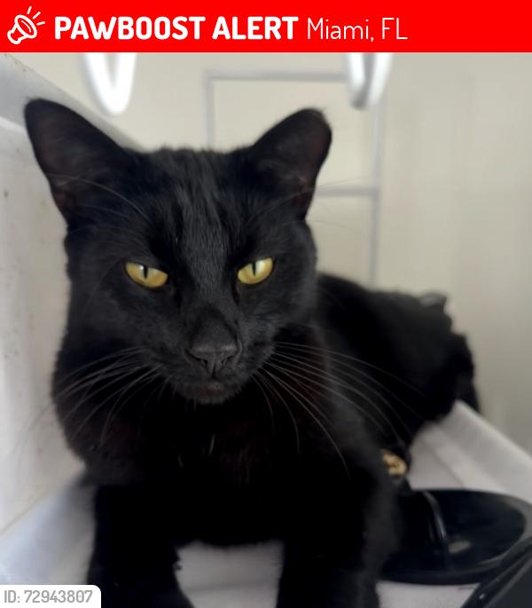 Lost Male Cat last seen E Dixie Hwy & NE 212th terrace, Miami, FL 33180