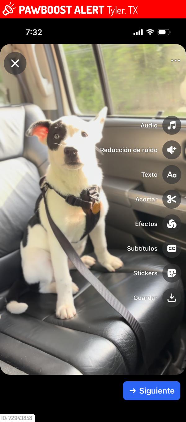 Lost Male Dog last seen Chicken William , Tyler, TX 75702