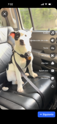 Lost Male Dog last seen Chicken William , Tyler, TX 75702