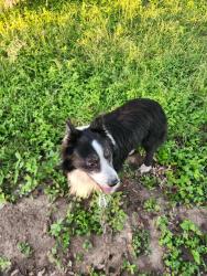 Found/Stray Unknown Dog last seen Hwy 90, Seguin, TX 78155