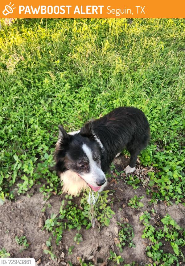 Found/Stray Unknown Dog last seen Hwy 90, Seguin, TX 78155