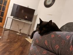 Reunited Female Cat last seen Heatherleigh/Bellaggio, Mississauga, ON L5V 0C9