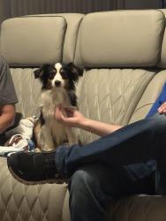 Reunited Male Dog last seen Publix on Yellowbluff Rd, Jacksonville, FL 32226