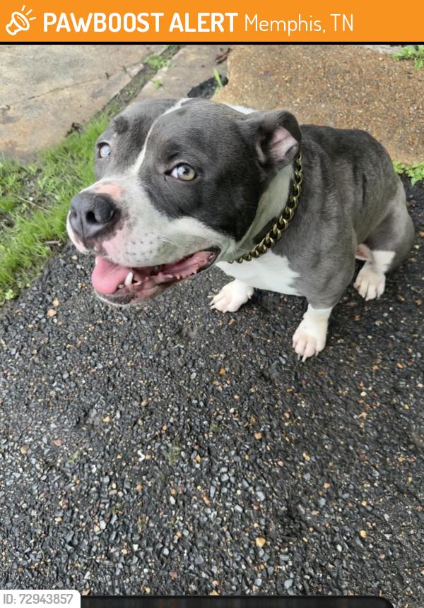 Found/Stray Female Dog last seen Watkins and Vollintine, Memphis, TN 38107