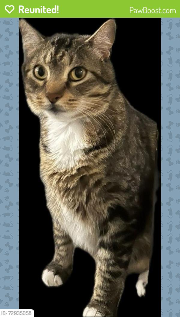 Reunited Male Cat last seen Cedar ridge , Heath, TX 75032