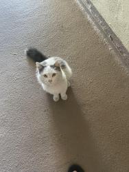 Lost Male Cat last seen Doty ave, Hawthorne, CA 90250