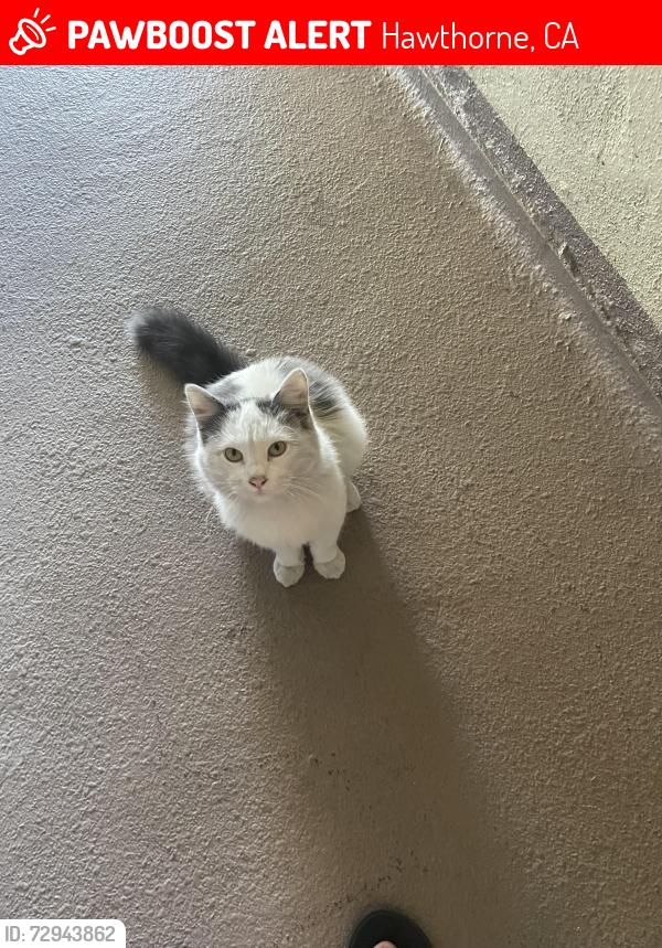Lost Male Cat last seen Doty ave, Hawthorne, CA 90250